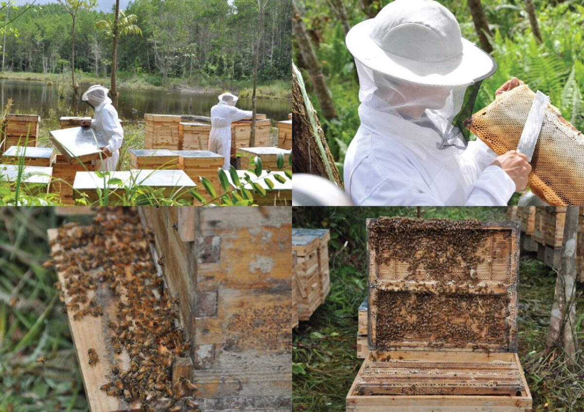【婆罗马占相思树蜜芽胚蜜】蜂蜜 acacia mangium honey/madu pokok akasia daun lebar