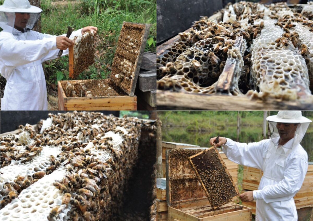 【婆罗马占相思树蜜芽胚蜜】蜂蜜 acacia mangium honey/madu pokok akasia daun lebar